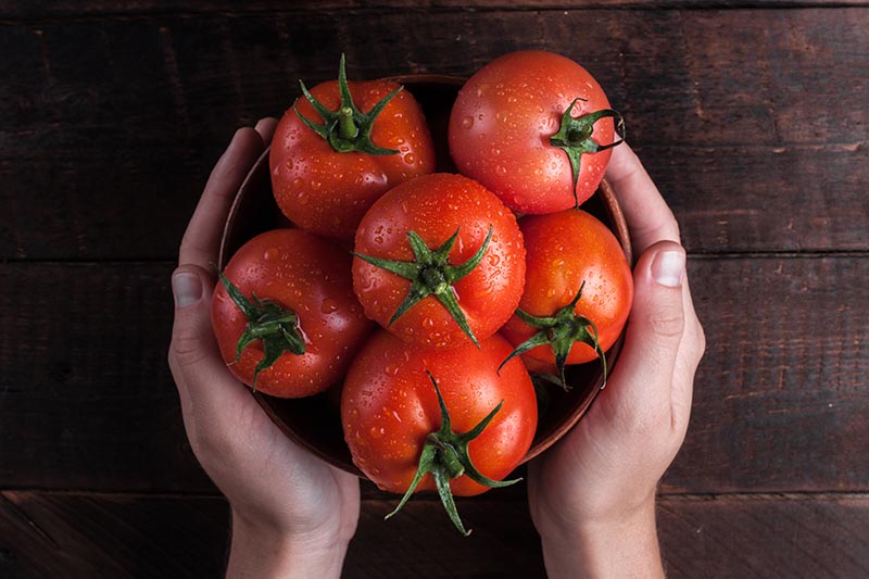 Una imagen de arriba hacia abajo de dos manos ahuecando un cuenco lleno de tomates rojos recién cosechados, maduros, con gotitas de agua en la piel, sobre una superficie de madera oscura.