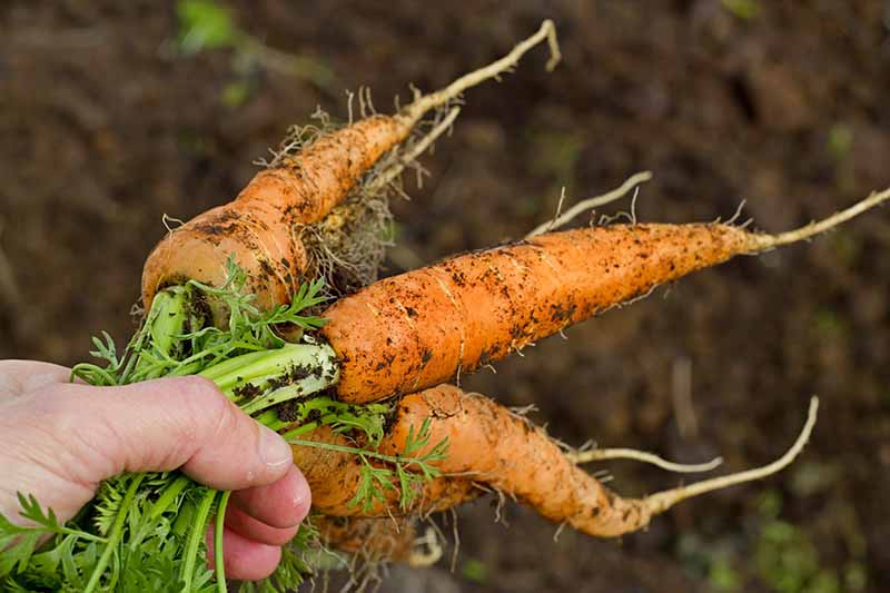 Un primer plano de una mano a la izquierda del marco que sostiene zanahorias recién cosechadas por sus puntas verdes.  Las raíces naranjas todavía tienen tierra sobre ellas en un fondo oscuro y suave.