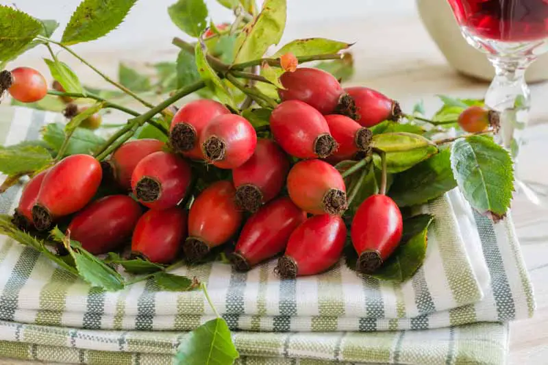 Una imagen horizontal de primer plano de escaramujos rojos vibrantes recién cosechados con follaje todavía adherido, sobre una tela de rayas verdes y blancas, con un vaso de líquido rojo en el fondo.