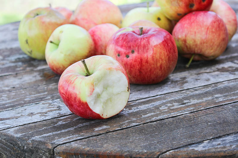Una imagen horizontal de primer plano de manzanas recién cosechadas sobre una superficie de madera.  Uno o dos tienen un trozo arrancado de un mordisco, en la foto a la luz del sol sobre un fondo de enfoque suave.