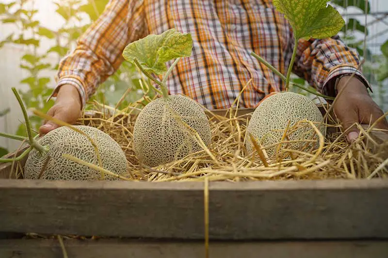 Un primer plano de un agricultor que sostiene un recipiente de madera con paja y tres melones cantaloupe recién cosechados, sobre un fondo de enfoque suave.