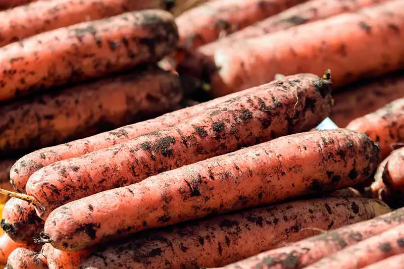 Un primer plano de zanahorias recién cosechadas con tierra todavía en las raíces en un puesto del mercado.