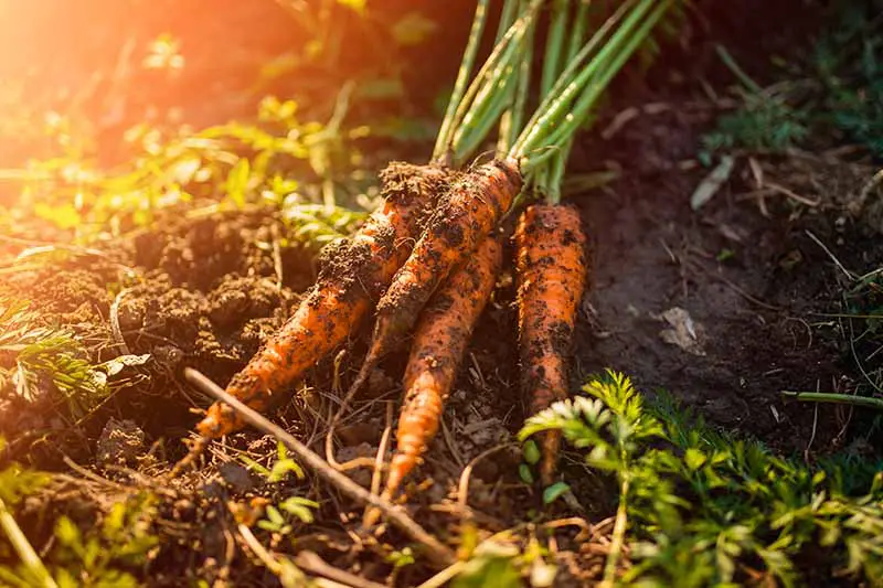 Un primer plano de zanahorias recién cosechadas con tierra todavía en las raíces, colocadas en el suelo del jardín bajo la luz del sol filtrada.