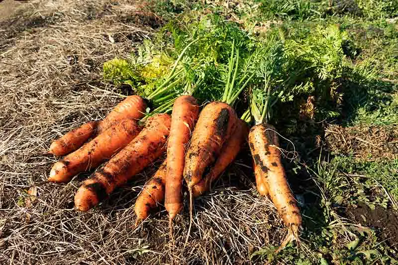 Un primer plano de zanahorias recién cosechadas en el suelo bajo el sol brillante en el jardín.