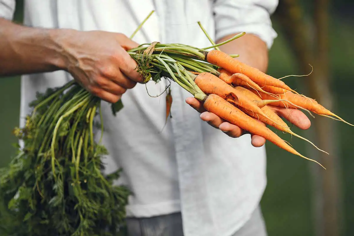 Una imagen horizontal de cerca de un jardinero sosteniendo un montón de zanahorias con las puntas atadas con una cuerda.