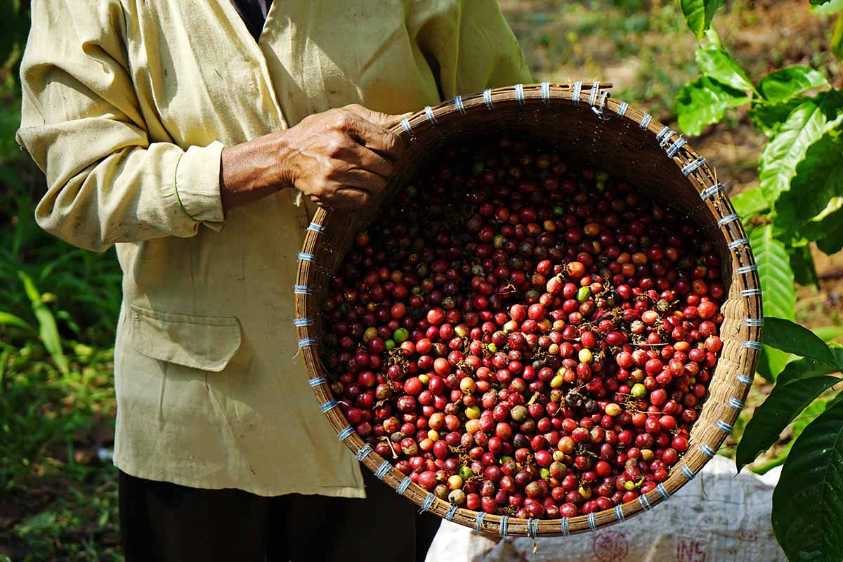 Una imagen horizontal de primer plano de un jardinero con una cesta de mimbre llena de granos de café recién cosechados.
