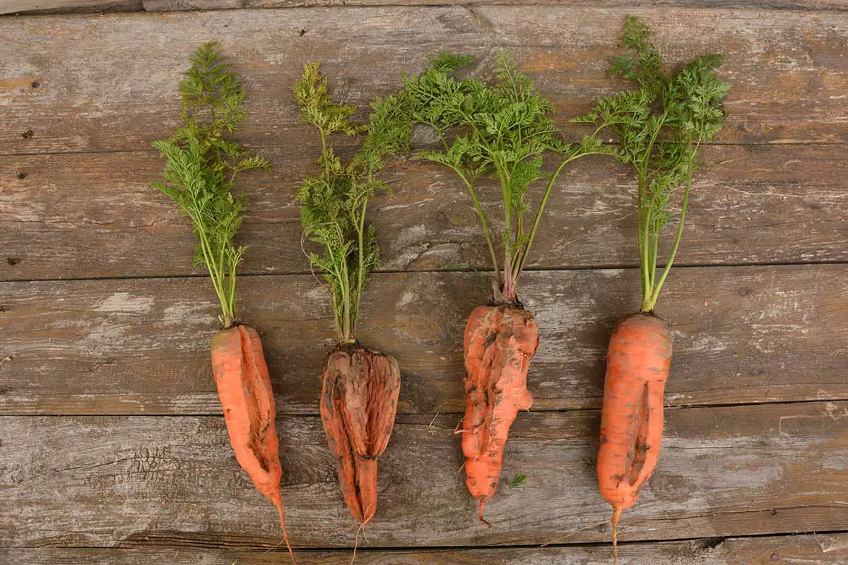 Una imagen horizontal de cuatro zanahorias agrietadas y deformadas recién cosechadas y colocadas sobre una superficie de madera.