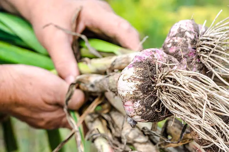Una imagen horizontal de cerca de dos manos desde la izquierda del marco sosteniendo bulbos de ajo recién cosechados con tierra aún en las raíces, representada en un fondo de enfoque suave.