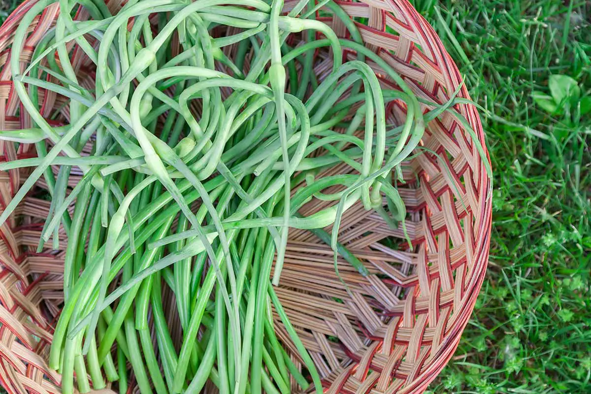 Una imagen horizontal de primer plano de ajos recién cosechados en una cesta de mimbre sobre un césped.