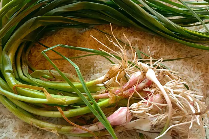 Una imagen horizontal de primer plano de ajos recién cosechados, limpios y colocados sobre una cama de arroz.