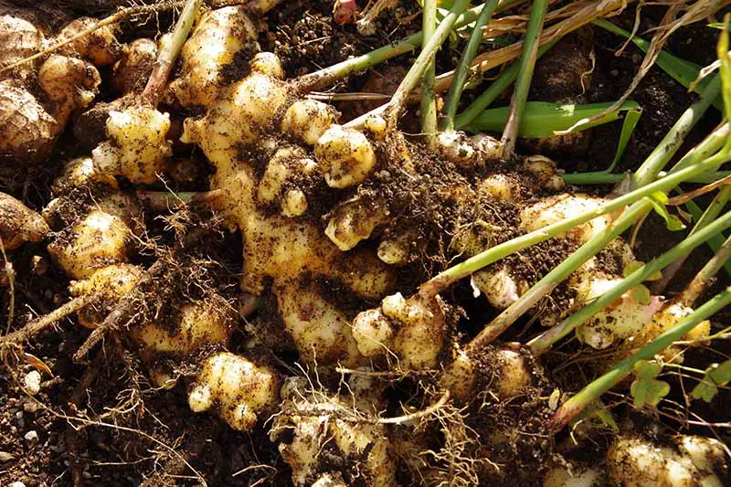 Un primer plano de rizomas de jengibre recién cosechados con tierra y tallos aún adheridos.  El fondo es suelo en foco suave.