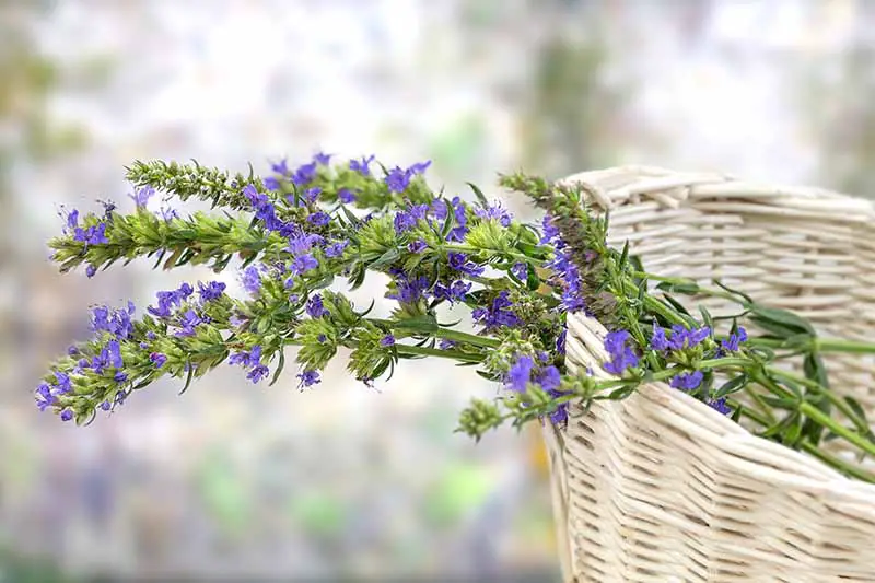 Una imagen horizontal de primer plano de tallos de flores de hisopo recién cosechadas en una cesta de mimbre representada en un fondo de enfoque suave.
