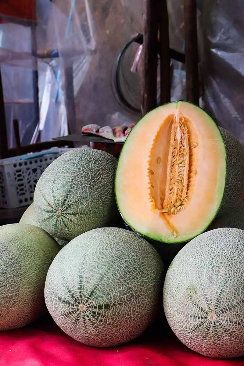 Una imagen vertical de cerca de un montón de melones recién cosechados con un corte por la mitad en la parte superior.