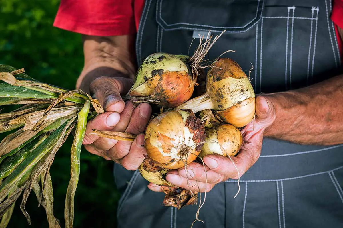 Una imagen horizontal de primer plano de un jardinero sosteniendo un montón de cebollas recién cosechadas.