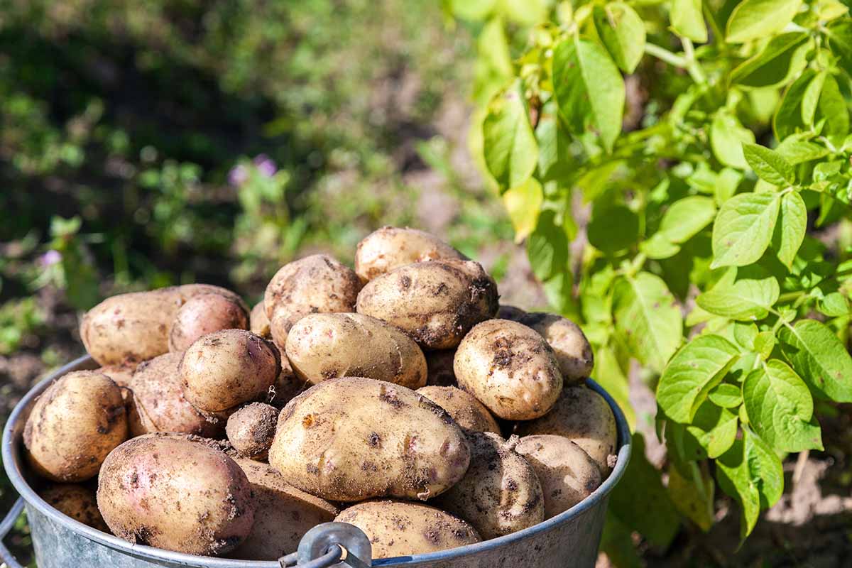 Una imagen horizontal de primer plano de un cubo de patatas recién cosechadas colocadas en el suelo en el jardín bajo el sol brillante.