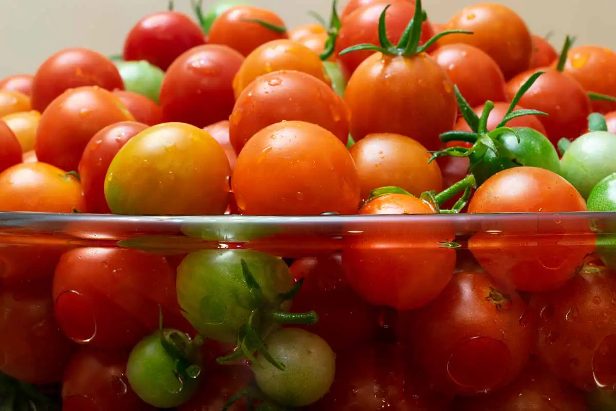 Una imagen horizontal de primer plano de un recipiente de vidrio lleno de un montón de tomates 'Supersweet 100' recién cosechados sumergidos en agua.