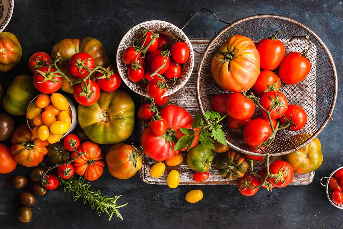 Una imagen de arriba hacia abajo de una gran cosecha de diferentes tipos de tomate en una variedad de colores, formas y tamaños, sobre un fondo gris.