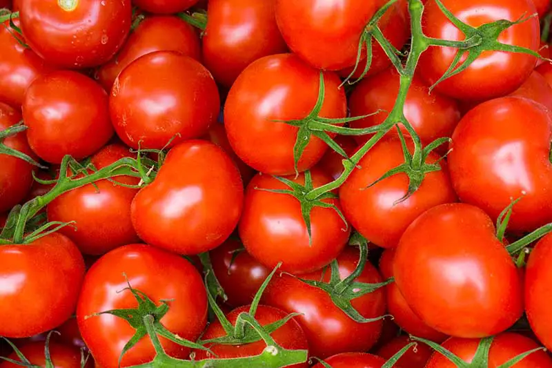 Un primer plano de tomates rojos maduros recién cosechados, con las vides aún adheridas.