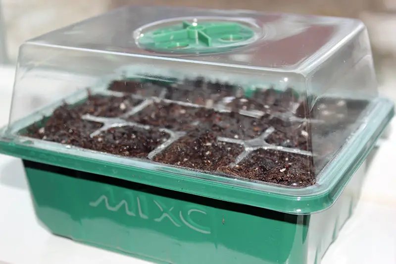 Un primer plano de una bandeja de plántulas con una cubierta de humedad de plástico para germinar semillas.
