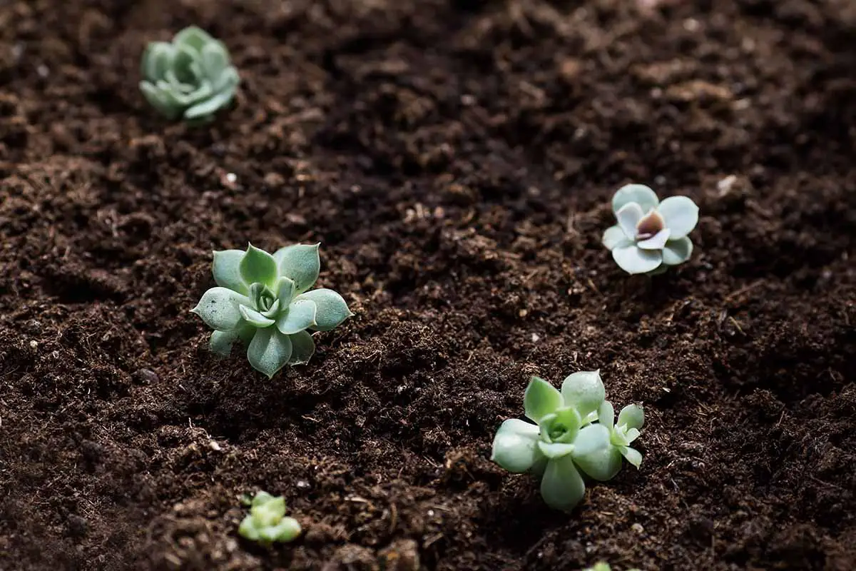 Una imagen horizontal de pequeñas plantas suculentas recién plantadas en un suelo rico y oscuro.