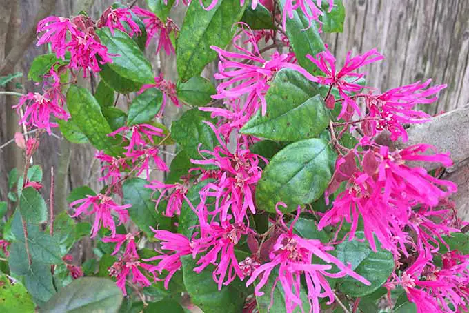 Una flor marginal china crece junto a una cerca de madera tosca.  La planta tiene pétalos estrechos y de color rosa brillante que se extienden en todas direcciones.