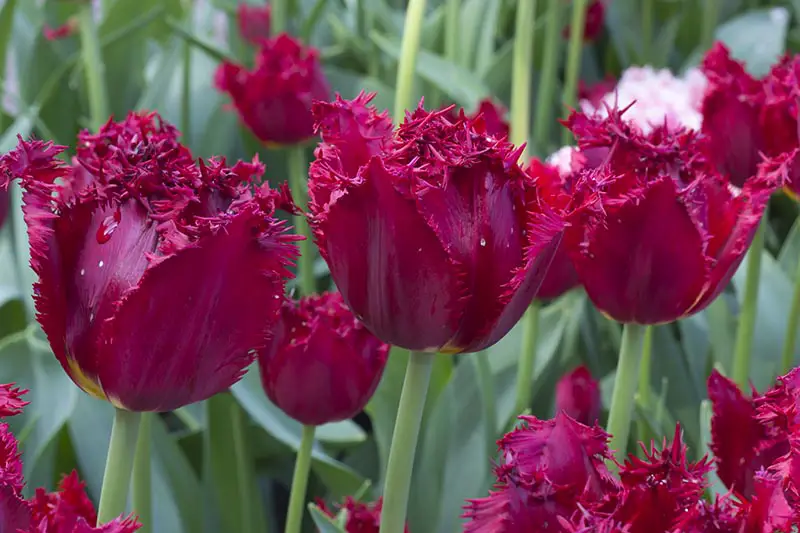 Una imagen horizontal de primer plano de tulipanes con flecos de color rojo intenso que crecen en el jardín con follaje en un enfoque suave en el fondo.