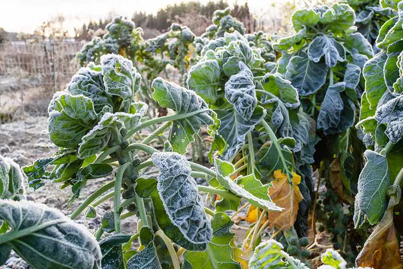Una imagen horizontal de primer plano de filas de Brassica oleracea var.  gemmifera creciendo en el jardín de invierno cubierto de un ligero polvo de escarcha fotografiado a la luz del sol sobre un fondo de enfoque suave.