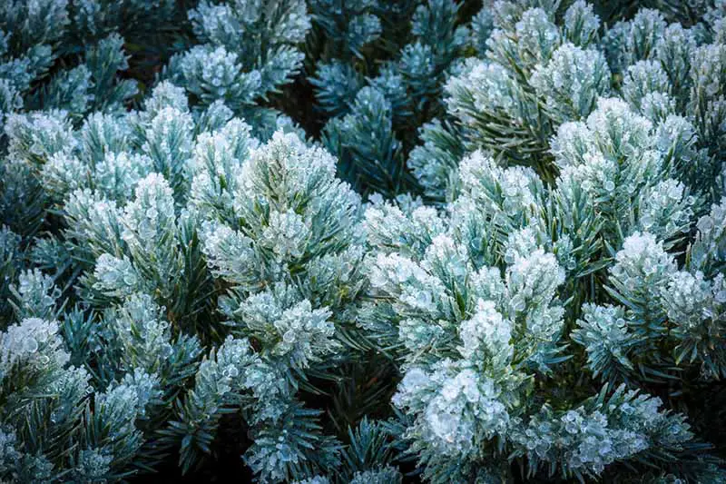 Una imagen horizontal de primer plano del follaje de Juniperus squamata cubierto de una ligera helada.