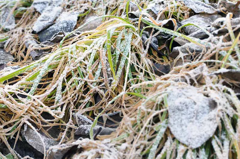 Un primer plano de hierba aplastada y hojas marrones, todo cubierto por una capa de escarcha.
