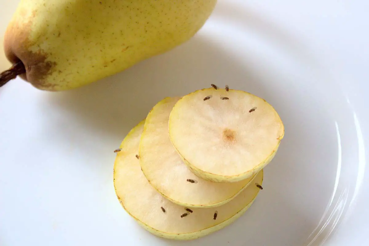 Una imagen horizontal de primer plano de una pera, entera y en rodajas sobre un plato blanco.  Las porciones cortadas están infestadas de moscas de la fruta Drosophila.