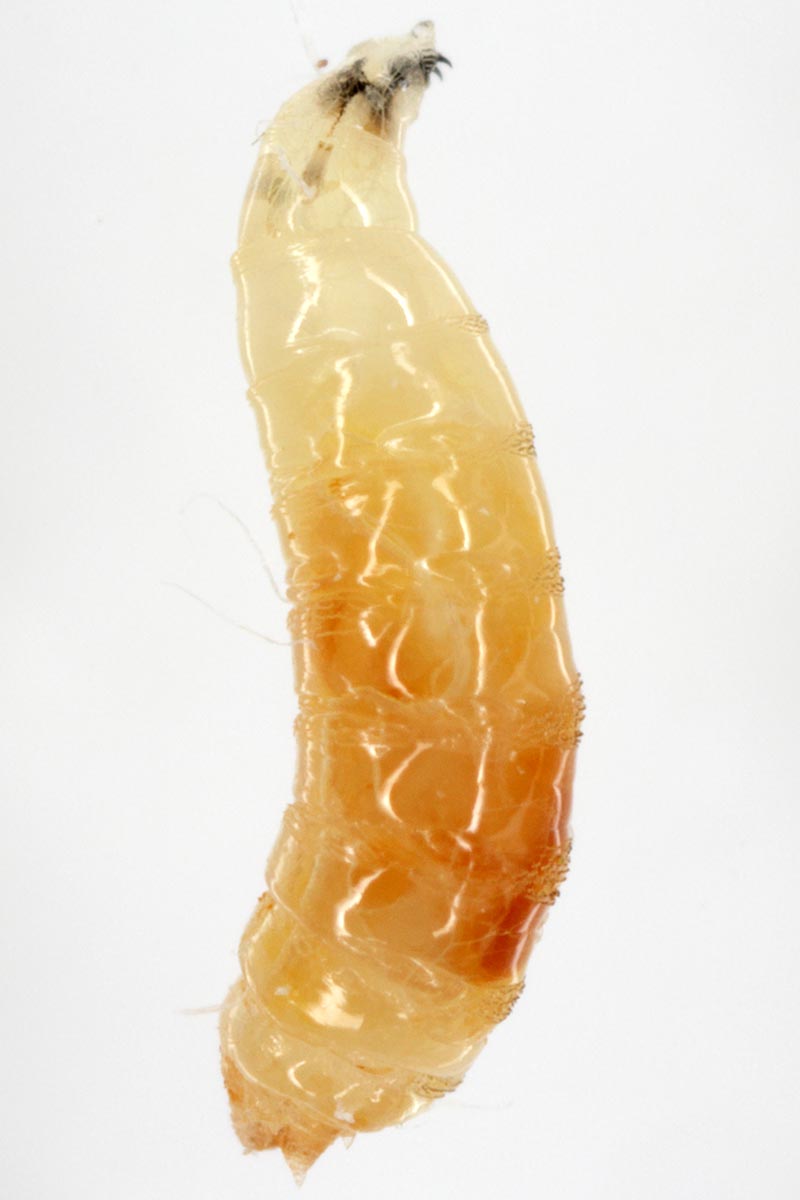 Una imagen vertical de las larvas de Drosophila suzuki aisladas en un fondo blanco.