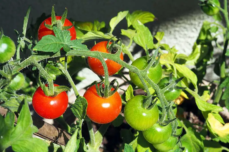 Una imagen horizontal de primer plano de una vid con tomates rojos maduros y verdes sin madurar en la vid, fotografiada bajo un sol brillante en un fondo de enfoque suave.