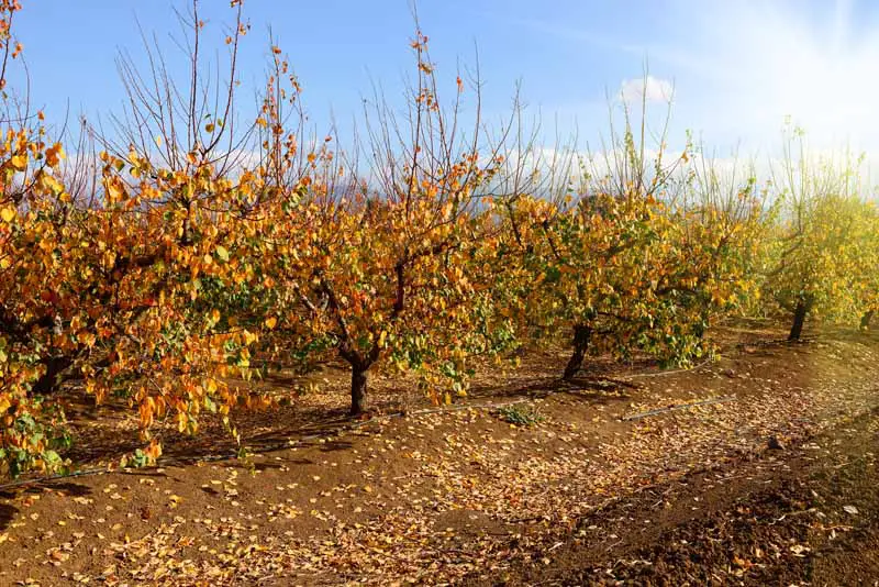 Una imagen horizontal de primer plano de hileras de árboles frutales en un huerto en los meses de otoño en un fondo de cielo azul.