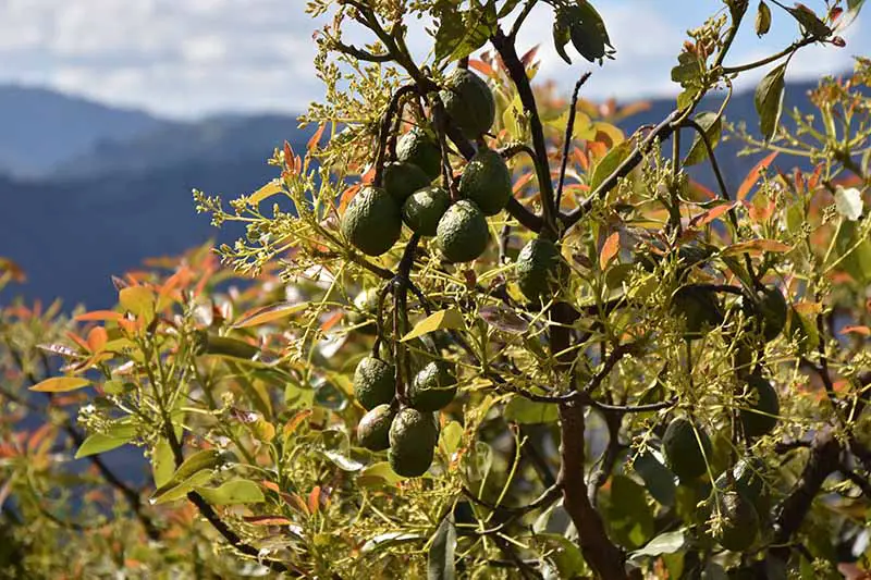 Un primer plano de un árbol de aguacate con fruta colgando de las ramas, sus hojas se vuelven ligeramente rojizas anaranjadas a la luz del sol sobre un fondo de enfoque suave.