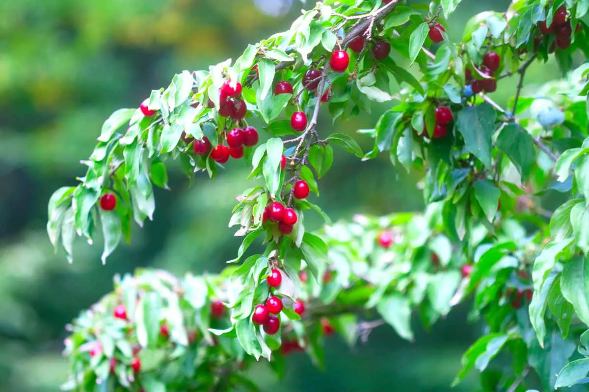 Una imagen horizontal de primer plano de las ramas de un árbol Cornus mas cubierto de bayas de color rojo brillante.