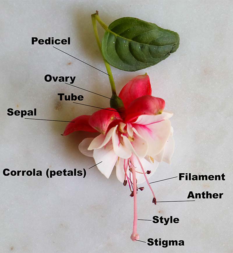 Una imagen vertical de primer plano de la anatomía de una flor con texto negro que etiqueta las diferentes partes.