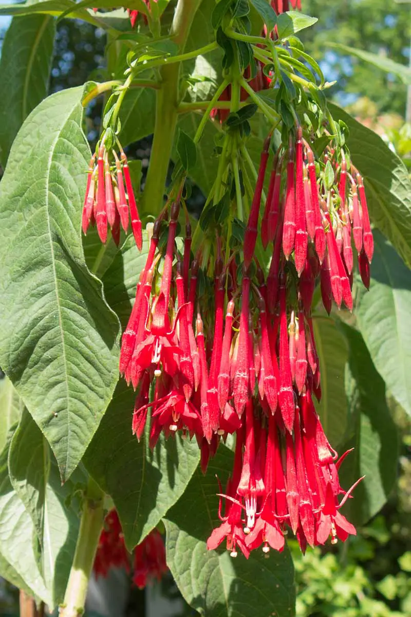 Una imagen vertical de cerca de las largas flores rojas tubulares de Fuchsia boliviana que crecen en un jardín soleado.