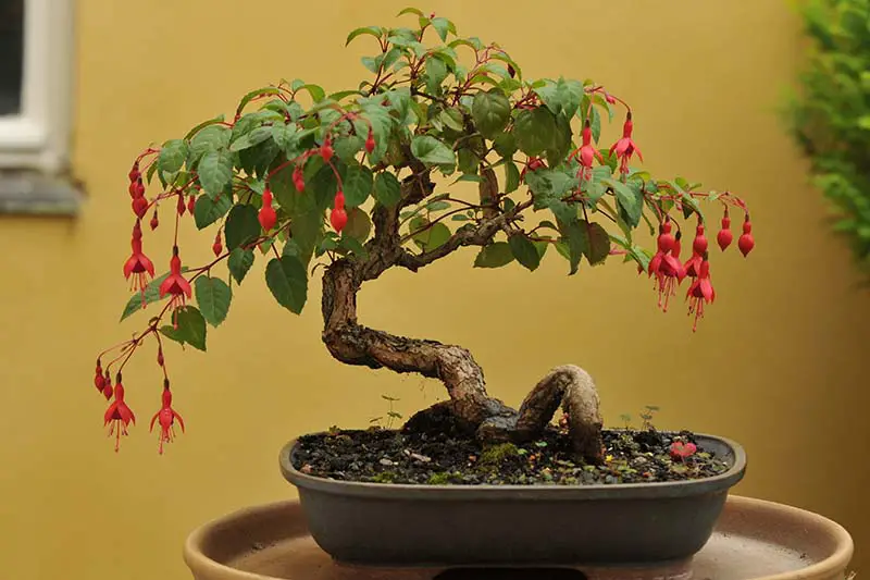 Una imagen horizontal de primer plano de un fucsia floreciente que crece como un bonsái representado en un fondo de enfoque suave.
