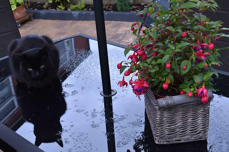 Una imagen horizontal de primer plano de una planta en maceta en una cesta de mimbre colocada sobre una mesa de patio con un gato negro a la izquierda del marco.