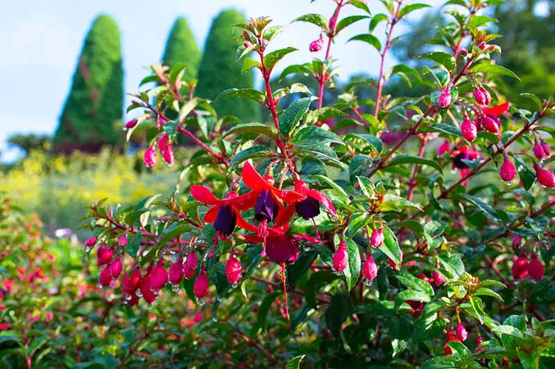 Una imagen horizontal de primer plano de flores rojas y violetas brillantes que crecen en el jardín representadas a la luz del sol en un fondo de enfoque suave.