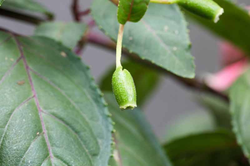 Una imagen horizontal de primer plano del ovario de una planta fucsia con follaje en un enfoque suave en el fondo.