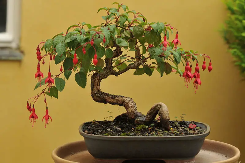 Una imagen horizontal de cerca de una planta fucsia que crece como un árbol bonsái en el interior.