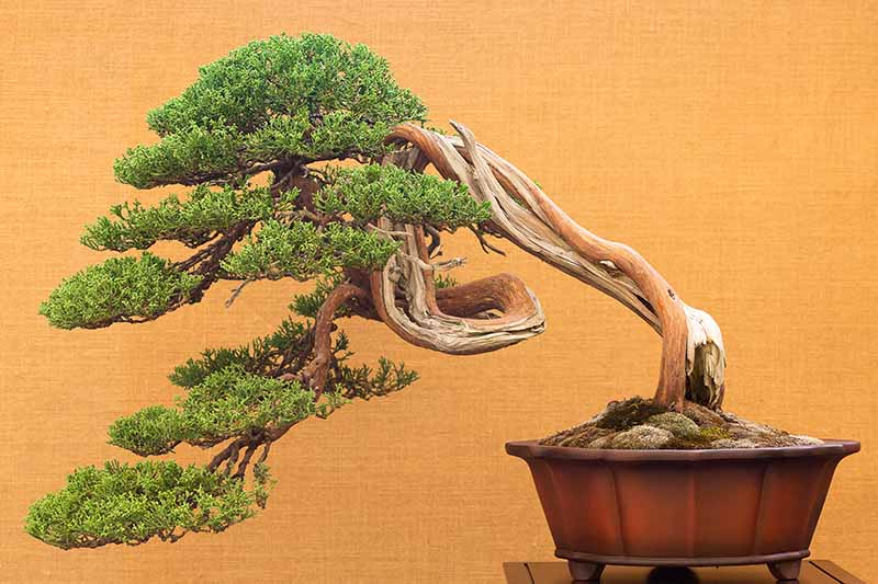 Una imagen horizontal de primer plano de un árbol de bonsái fukinagashi (barrido por el viento) en un pequeño recipiente representado sobre un fondo naranja.