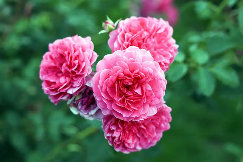 Una imagen horizontal de primer plano de flores de color rosa brillante y doble pétalo que crecen en el jardín, representadas en un fondo verde de enfoque suave.