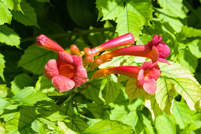 Primer plano de un racimo de flores de enredadera de trompeta roja con hojas de color verde claro, que crecen bajo el sol brillante.
