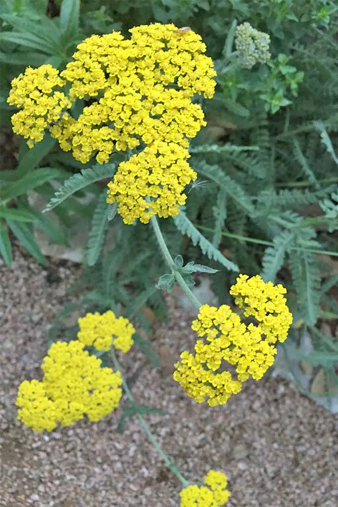 Primer plano de un racimo grande y tres más pequeños de diminutas flores amarillas de milenrama, que crecen en tallos largos con follaje angosto de color verde grisáceo, con un camino de grava debajo de las plantas.