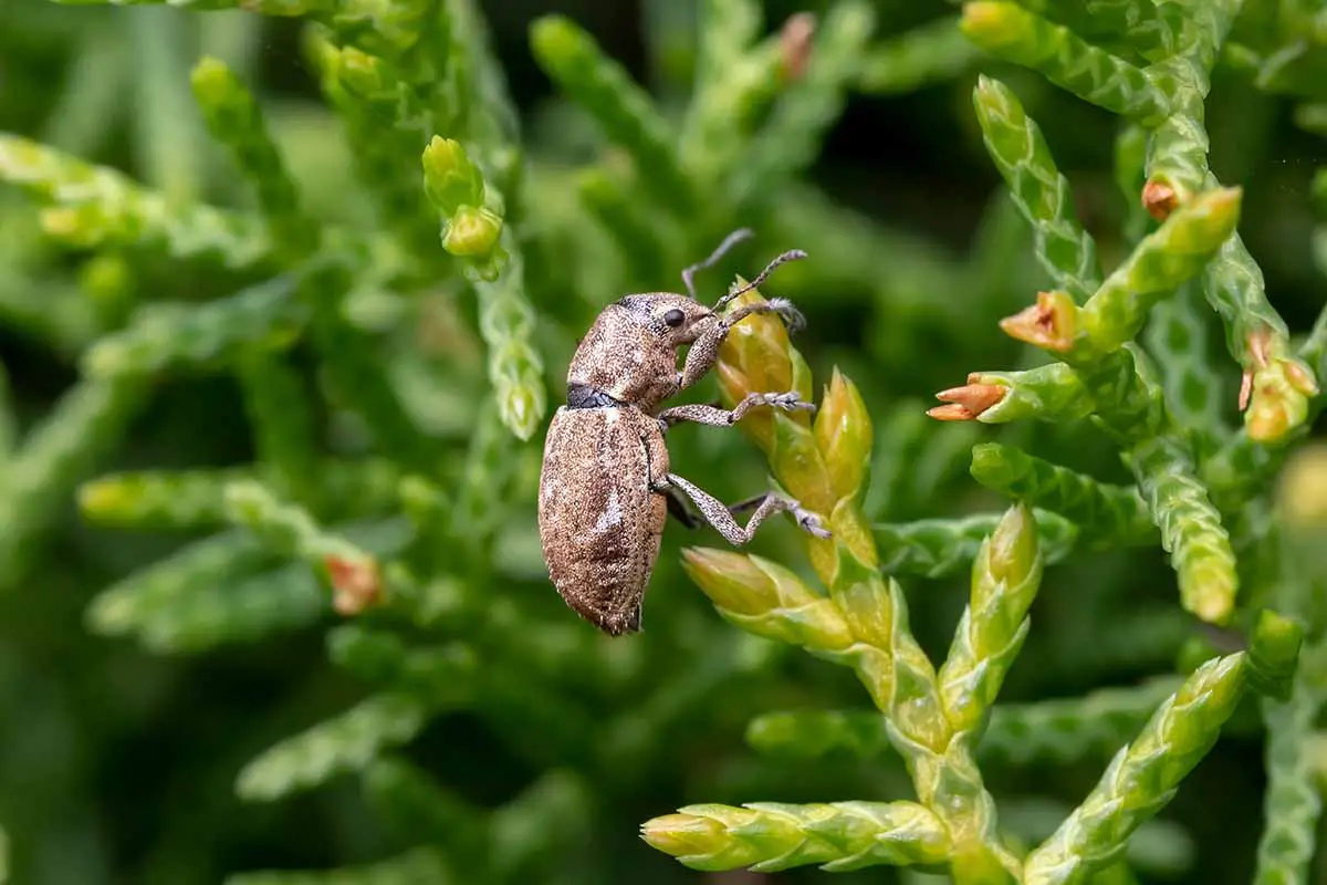 Una imagen horizontal de cerca de un escarabajo de rosas de fuller masticando el tallo de una planta.
