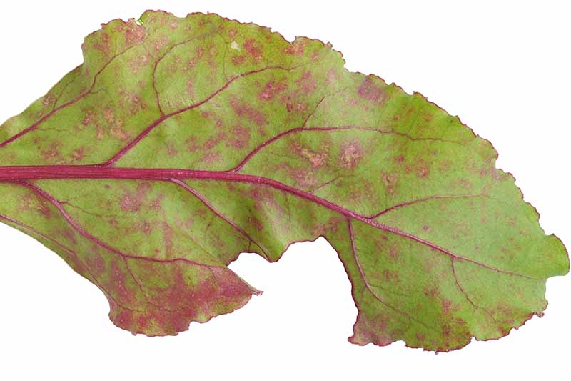 Un primer plano de una hoja verde que sufre de una infección por hongos, mostrando manchas de color marrón rojizo, sobre un fondo blanco.