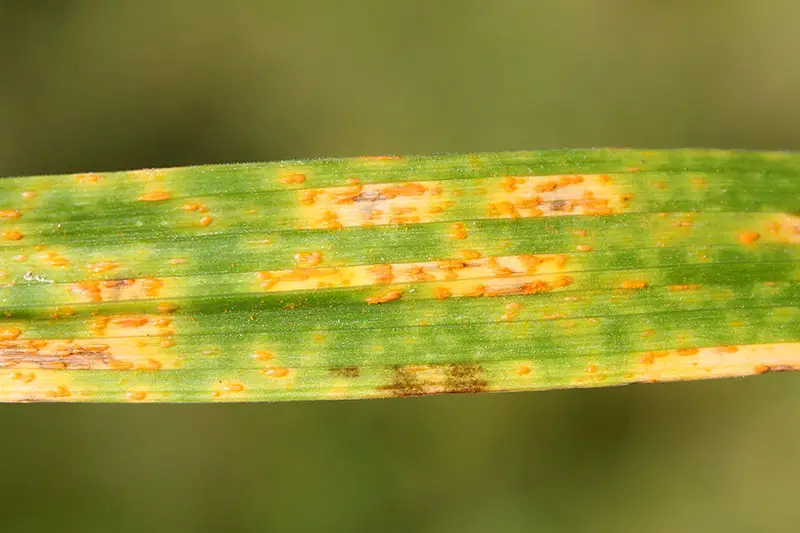 Un primer plano de una hoja verde que sufre de una infección fúngica conocida como óxido que crea manchas naranjas en la superficie.