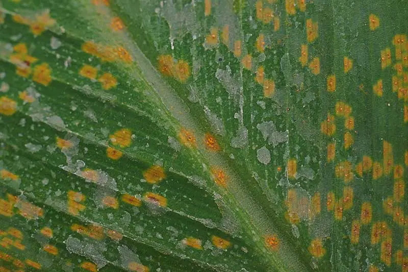 Un primer plano de una hoja verde con manchas naranjas causadas por una enfermedad fúngica.